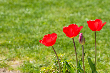 Image showing Red tulips in a garden