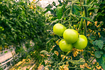 Image showing Fresh green tomatoes in a greenery