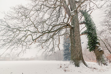 Image showing Magical trees in a winter scenery