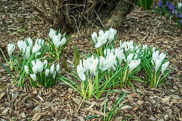 Image showing White crocus flower in a garden with bark