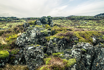 Image showing Moss on a lava field in iceland
