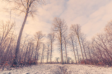 Image showing Forest landscape with tall trees at wintertime