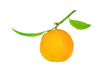 Image showing Clementine with a green leaf