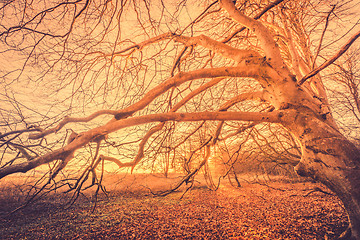 Image showing Spooky tree in a magical sunrise