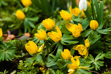 Image showing Eranthis flowers close-up in a garden