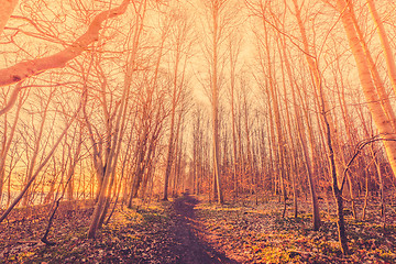 Image showing Trail in a forest with bare trees