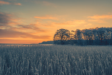 Image showing Tree silhouettes in the winter sunrise 