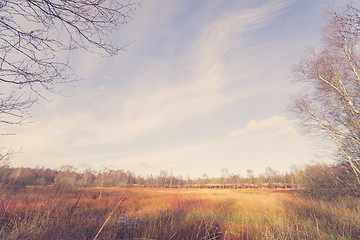 Image showing Swamp area at autumn