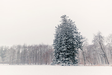 Image showing Pine tree in a winter scenery