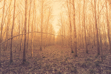 Image showing Bare birch trees in the forest