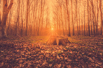 Image showing Fairytale sunrise in a forest