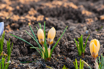 Image showing Yellow crocus flowers in the soil