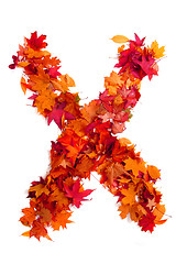 Image showing alphabet sign from autumn leaf 