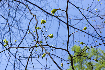 Image showing Young leaves of poplar bloom