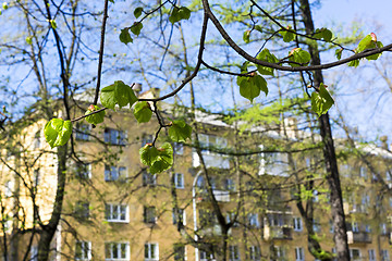 Image showing Spring leaves in city