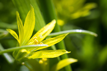 Image showing Tiny yellow flower macro