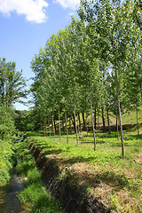 Image showing Alley alongside of the brook