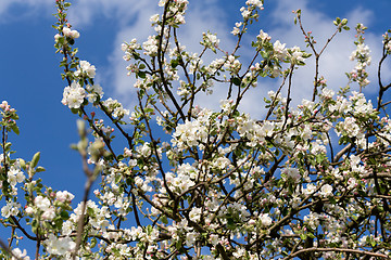 Image showing blooming flowering apple in spring