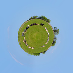 Image showing Herd of cows at spring green field