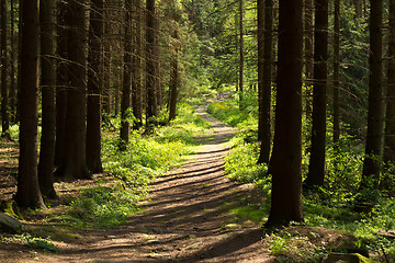 Image showing rural forest path in the park