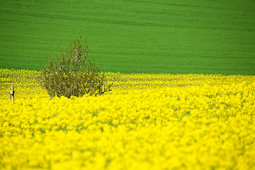 Image showing Beautiful summer rural landscape