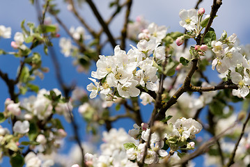 Image showing blooming flowering apple in spring