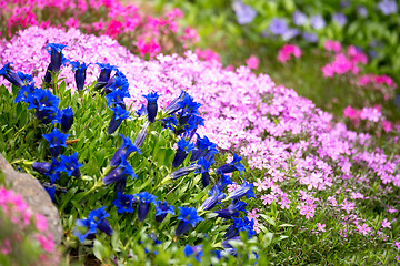 Image showing Trumpet gentian, blue spring flower in garden