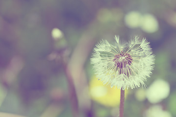 Image showing close up of Dandelion on background green grass