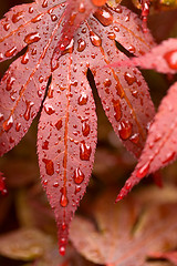 Image showing water drops on red mapple leaf 