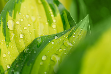 Image showing water drops on green plant leaf 