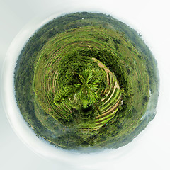 Image showing Rice terraced paddy fields in central Bali, Indonesia