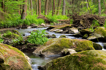 Image showing small wild river in Bohemian forest 