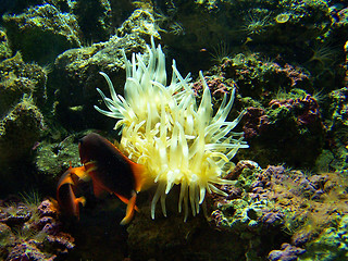 Image showing Fishes and anemone