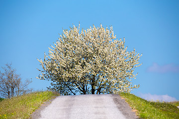 Image showing spring flowering tree in countryside