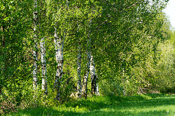 Image showing birch tree in countryside