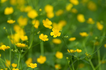 Image showing marsh-marigold first yellow flowers spring