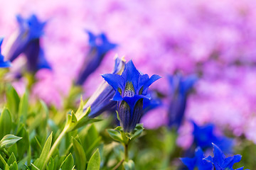 Image showing Trumpet gentian, blue spring flower in garden