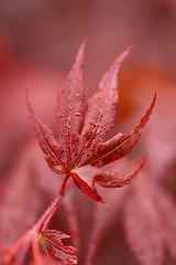 Image showing water drops on red mapple leaf 