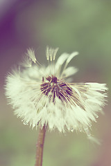 Image showing close up of Dandelion on background green grass