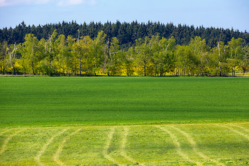 Image showing Beautiful summer rural landscape