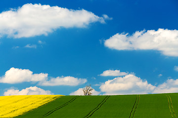 Image showing Beautiful summer rural landscape