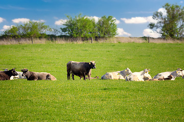 Image showing Herd of cows at spring green field