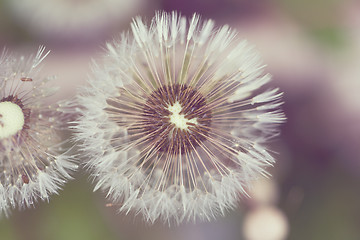 Image showing close up of Dandelion on background green grass