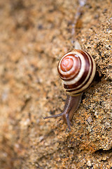 Image showing small garden snail