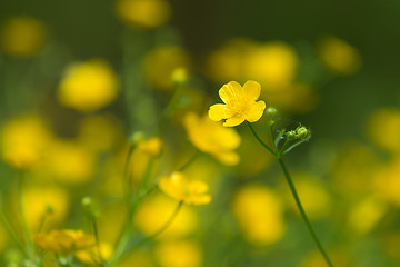 Image showing marsh-marigold first yellow flowers spring