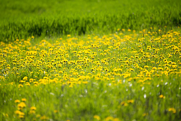 Image showing Yellow dandelion on a green background