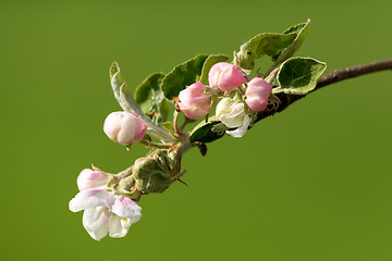 Image showing blooming flowering apple in spring