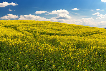 Image showing Beautiful summer rural landscape