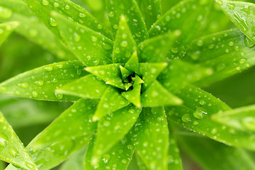 Image showing water drops on green plant leaf