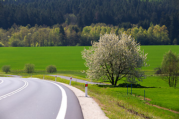 Image showing spring flowering tree in countryside